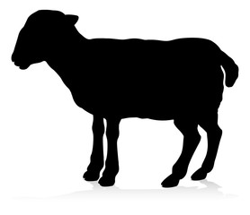 Obraz premium Sylwetka zwierząt gospodarskich owiec