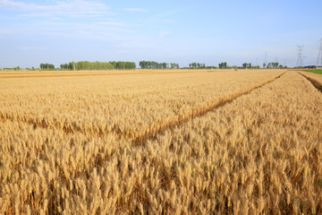 wheat mature
