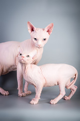 Sphynx Canadian hairless kitten with his daddy on grey background, studio photo.