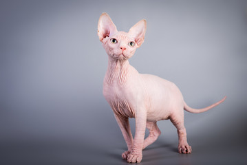 Sphynx Canadian hairless kitten on grey background, studio photo.