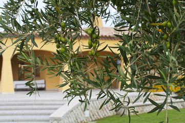 Drzewo oliwne Włochy - obrazy, fototapety, plakaty