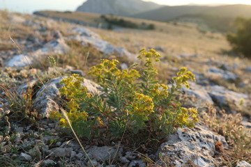 Crimean herb