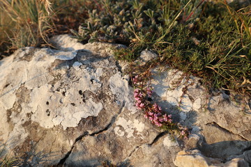 Close-up at the flower on the rock, rural textures in Crimea