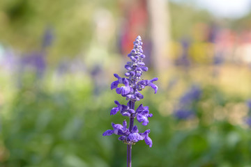 Blooming violet lavender flowers in sunny day