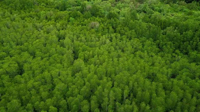 Aerial view move forward shot of Mangroves in Tung Prong Thong or Golden Mangrove Field at Estuary Pra Sae, Rayong, Thailand