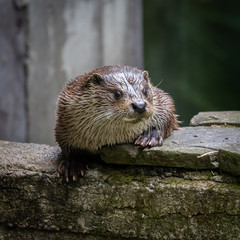 The Eurasian otter (Lutra lutra)