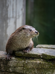The Eurasian otter (Lutra lutra)