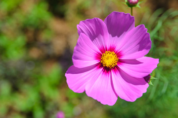 Pink cosmos flowers blooming in the garden