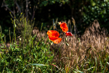 klatschmohn