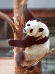 The giant panda (Ailuropoda melanoleuca) © Ilkka