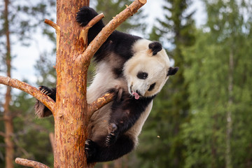 Obraz premium The giant panda (Ailuropoda melanoleuca)