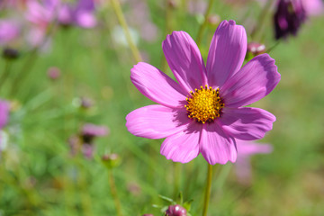 Pink cosmos flowers blooming in the garden