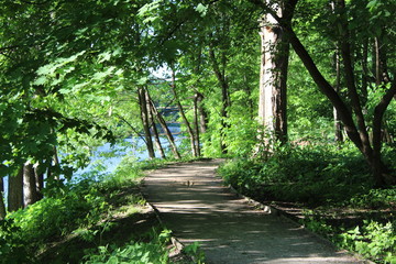 Footpaths among the trees in the Botanical garden of Moscow on the river Bank.