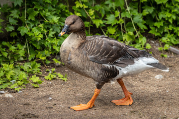 The greylag goose (Anser anser)