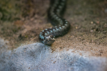 Common European viper (Vipera berus)