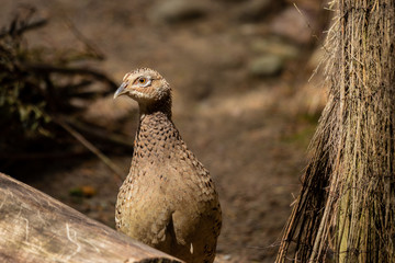 The common pheasant (Phasianus colchicus)