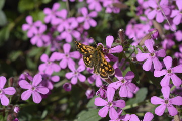 farfalla su fiore prealpino