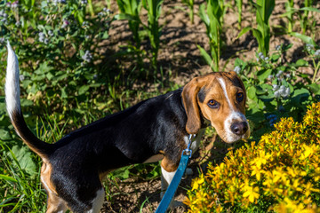Beagle