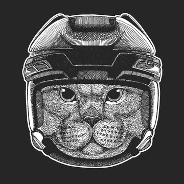 British cat Wild animal wearing hockey helmet. Print for t-shirt design.