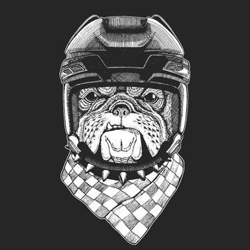Bulldog Wild animal wearing hockey helmet. Print for t-shirt design.