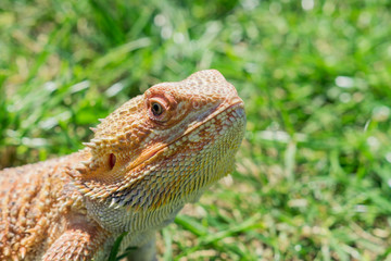 Closeup of a Bearded Dragon (Pogona vitticeps) on green grass. Exotic domestic pet.