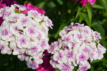 close up of Chinese carnation flower  on natural background
