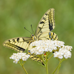 Old World Swallowtail butterfly - Papilio machaon, beautiful colored iconic butterfly from European meadows and grasslands.