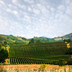Fototapeta na wymiar Amazing rural landscape with green vineyard on Italy hills. Vine making background