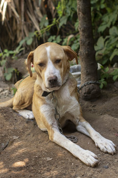 sevimli k&ouml;pek