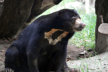 Black Bear