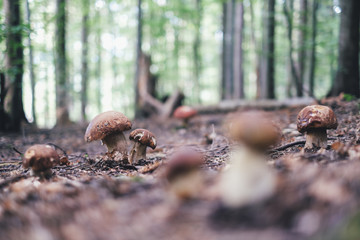 White mushrooms in summer forest. Nature landscape photography