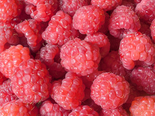 ripe sweet raspberries, colorful backdrop