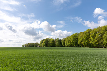 Ackerfläche am Waldesrand