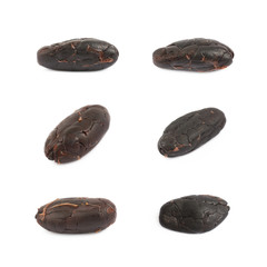 Single cocoa bean isolated