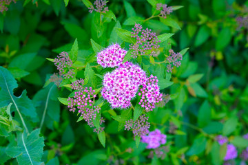 Spiraea japonica, Japanese meadowsweet, Japanese spiraea, or Korean spiraea
