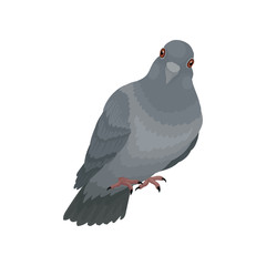 Cute grey urban pigeon vector Illustrations on a white background