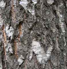 Natural bark tree texture or background. Closeup