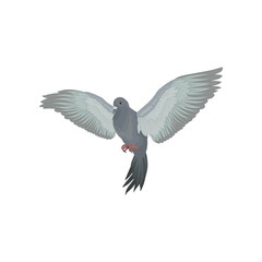 Grey urban pigeon with outstretched wings vector Illustrations on a white background