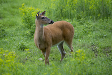 Deer on green grass