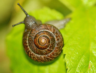 Snail sitting on a leaf of the plant.