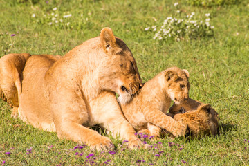 Panthera leo female lion lick lions cub Ngorongoro Tanzania Africa