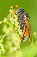 Meadow insect Cicada.