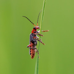 Beetle on green grass in nature