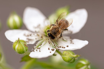 Bee on a white flower in nature.