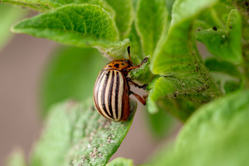 Colorado potato beetle on the leaves of potatoes
