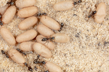 Ants and formic eggs in nature
