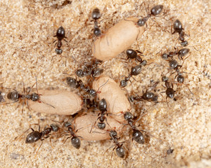Ants and formic eggs in nature