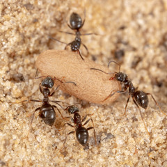 Ants and formic eggs in nature