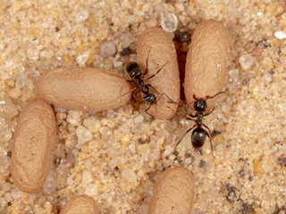 Ants and formic eggs in nature