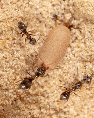 Ants and formic eggs in nature